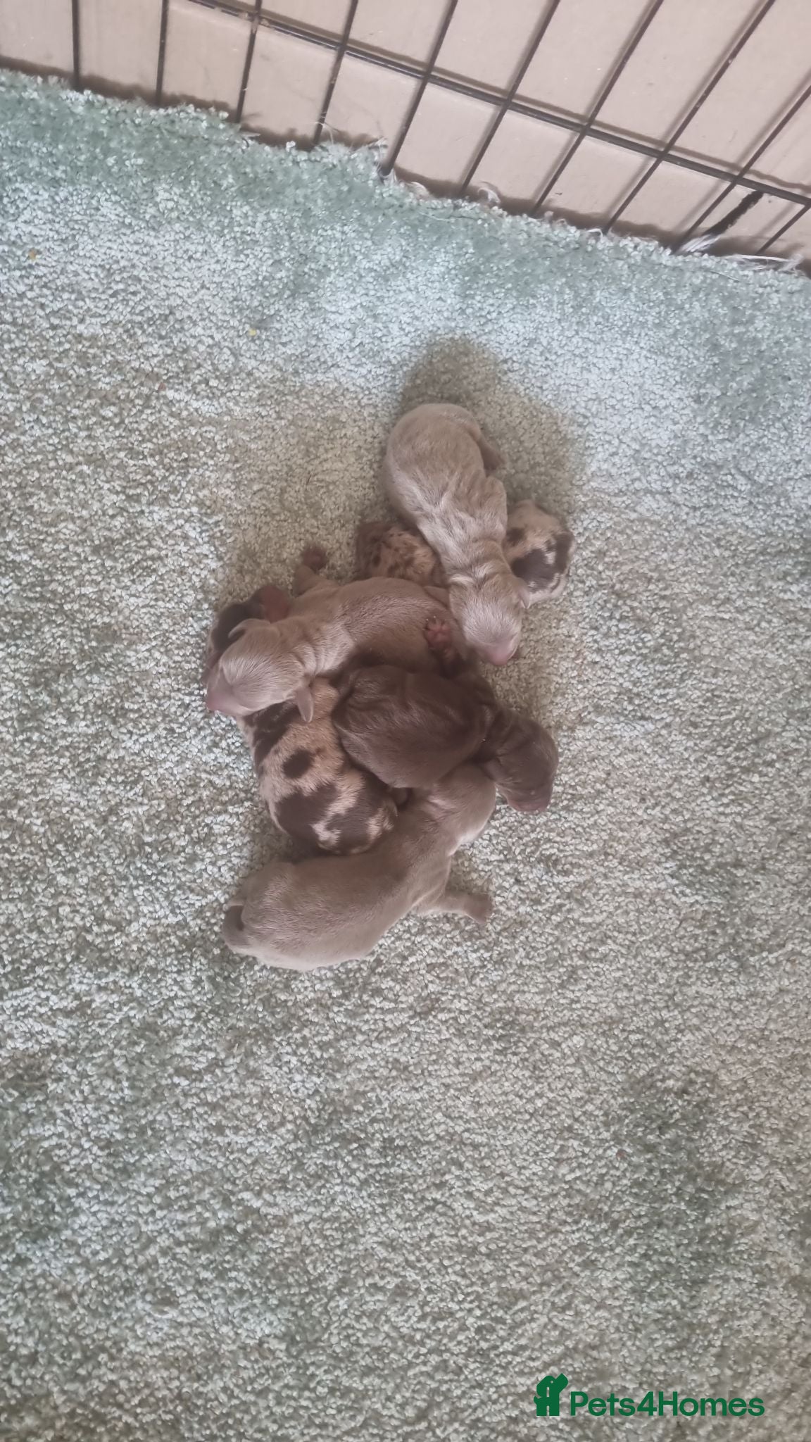 Miniature Dachshund dogs Miniature dashound  - Advert 18