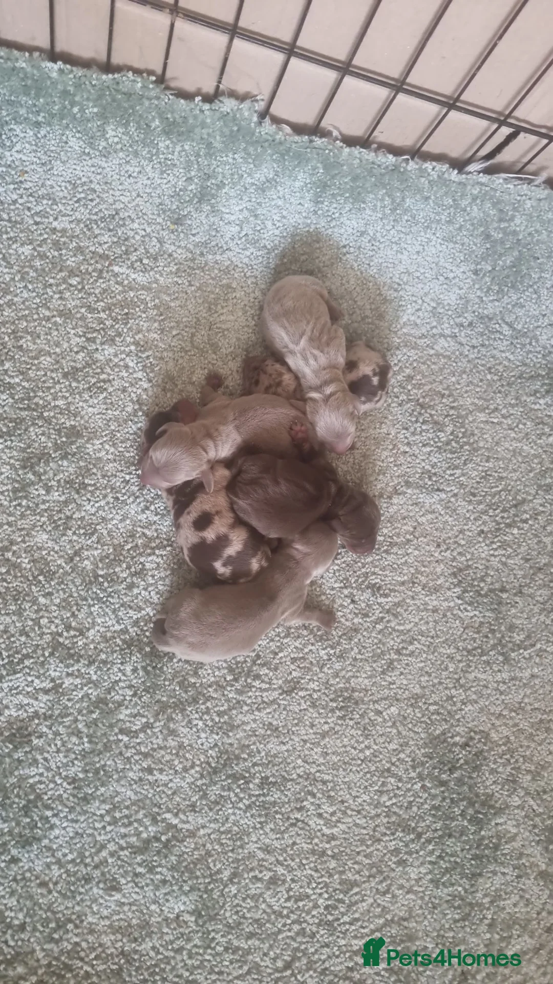 Miniature Dachshund dogs for sale: Miniature dashound  - Advert 2