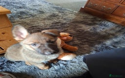 Mixed Breed dogs for sale: Belgian malinois x Rottweiler pups  - Image 2