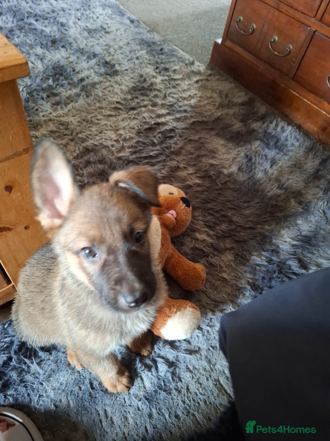 Mixed Breed dogs for sale: Belgian malinois x Rottweiler pups  - Image 2