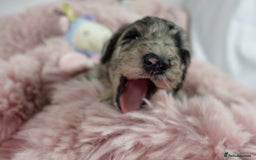Sheepadoodle dogs for sale: Mini Sheepadoodle the wait is over!  - Image 11