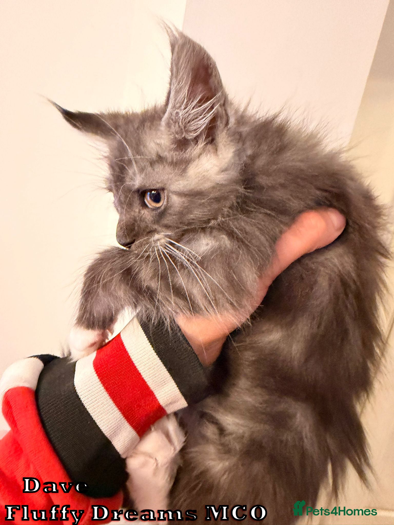 Maine Coon cats Active/Nonactive 2 boys 1 girl FluffyDreamsMCO - Advert 2