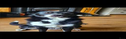 Border Collie dogs for sale: Luna is looking for an adventurous family - Advert 3