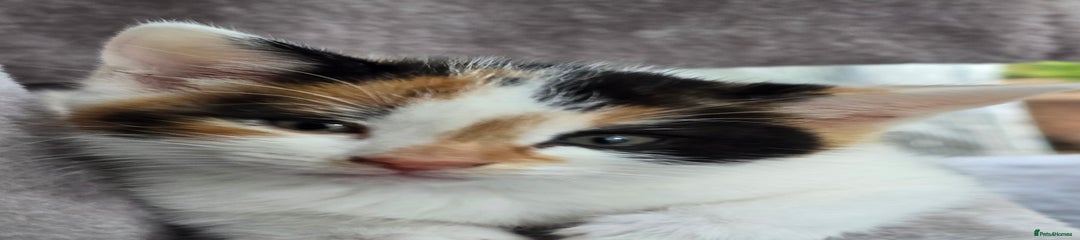 Mixed Breed Kitten 4