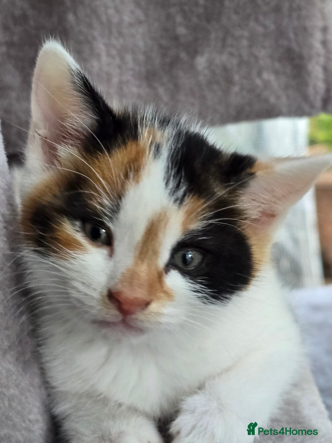 Mixed Breed cats for sale: Premium mixed breed kittens - Image 4