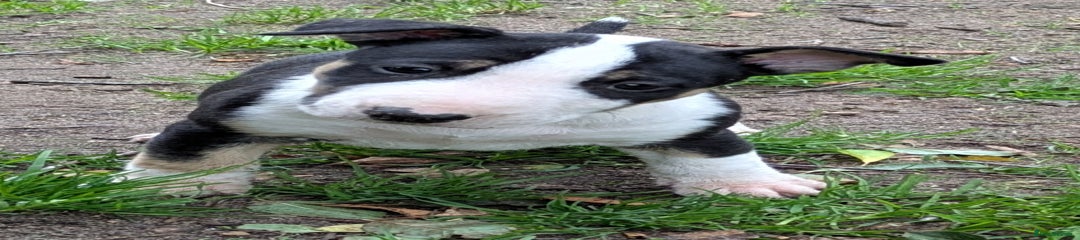 English Bull Terrier Puppy 3