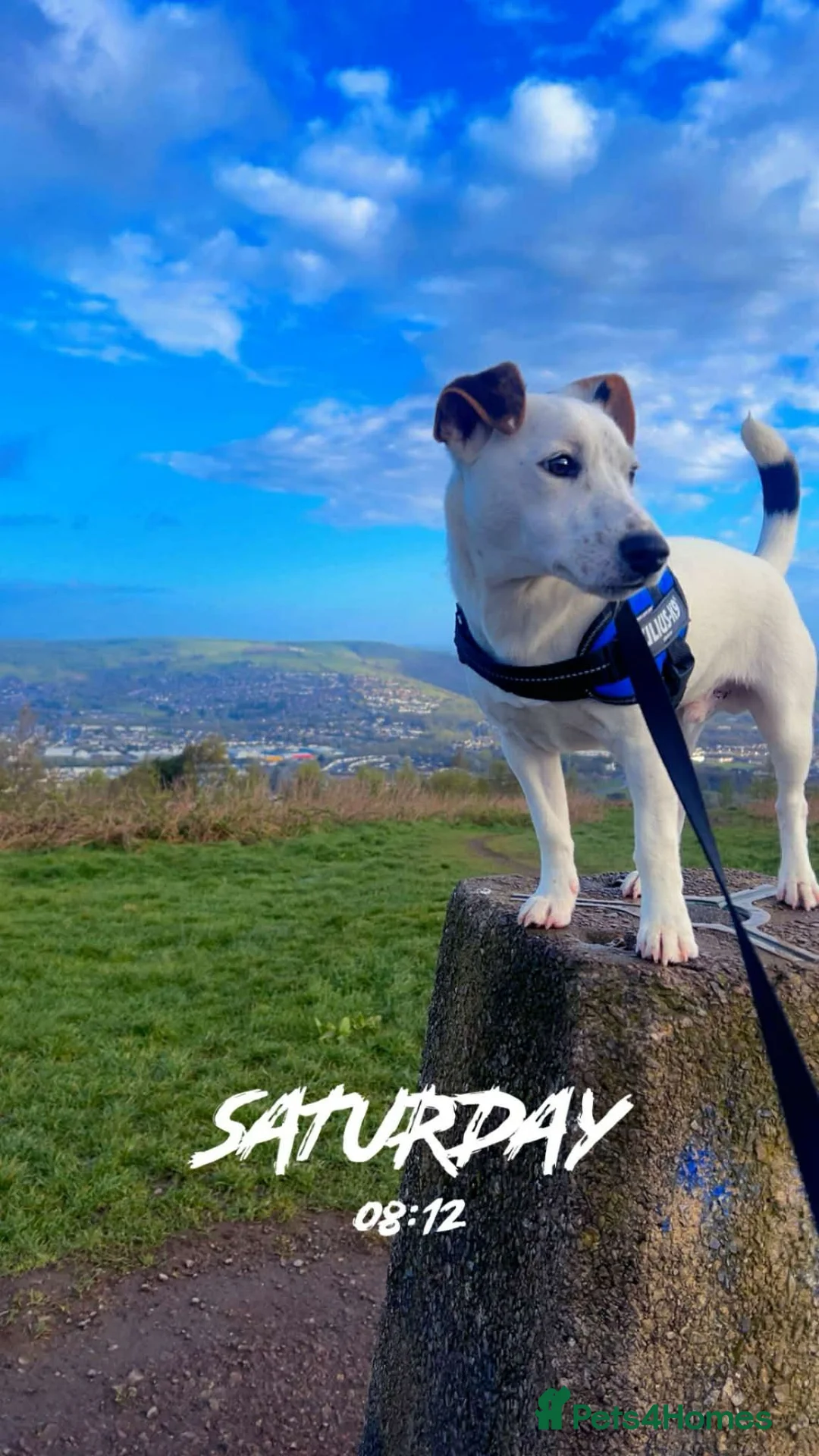Jack Russell dogs for sale: Jack russell terrier called jax in Caerphilly - Advert 1