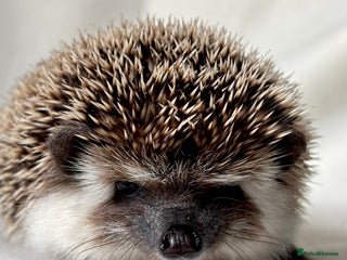 Pygmy Hedgehog rodents Pedigree Boy African Pygmy Hedgehog in Eastleigh - Advert 18