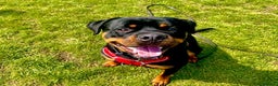 Rottweiler dogs for stud: Diesel - Advert 2