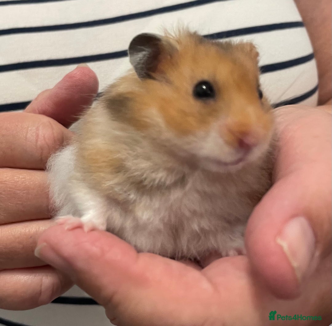 Hamster rodents for sale: Baby Syrian hamsters from show stock  - Image 2