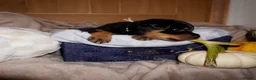 Rottweiler dogs for sale: Stunning litter of Rotweillers from family pet  in Wolverhampton - Advert 19
