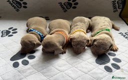Dachshund dogs for sale: Litter of miniature dachshunds born 12/9/25 - Image 19