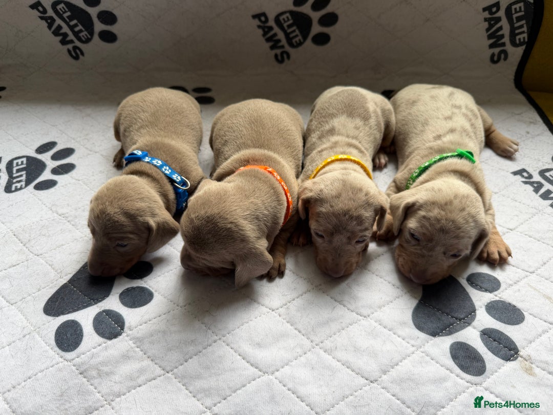Dachshund dogs for sale: Litter of miniature dachshunds born 12/9/25 - Image 19