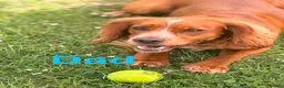 Cocker Spaniel dogs for sale: Red KC cocker spaniel puppies  - Advert 3