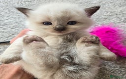 Ragdoll cats for sale: 4 Stunning Ragdolls (ready in August) in Bristol - Image 6