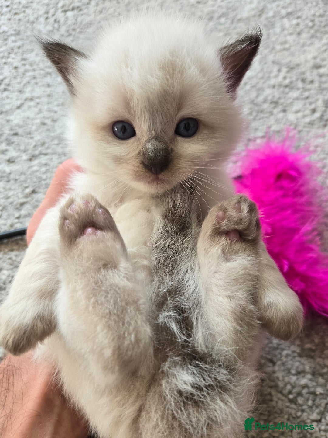 Ragdoll cats for sale: 4 Stunning Ragdolls (ready in August) in Bristol - Image 6