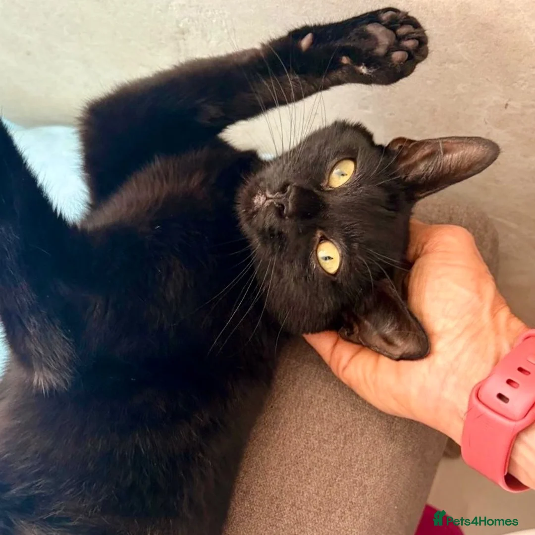 Domestic Shorthair cats for adoption: Mabel & Maya, 6 month old sister pair  - Advert 5