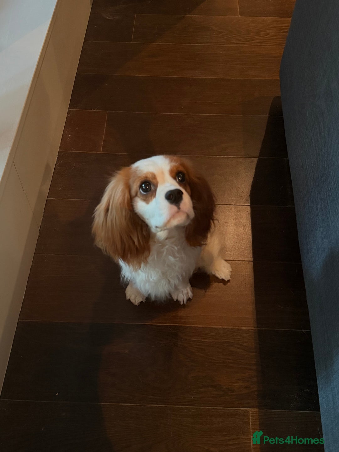 Cavalier King Charles Spaniel dogs for sale: Lovely king charles spaniel looking for a new home - Advert 6