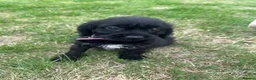 Mixed Breed dogs for sale: Bordoodle in Tonbridge - Advert 6
