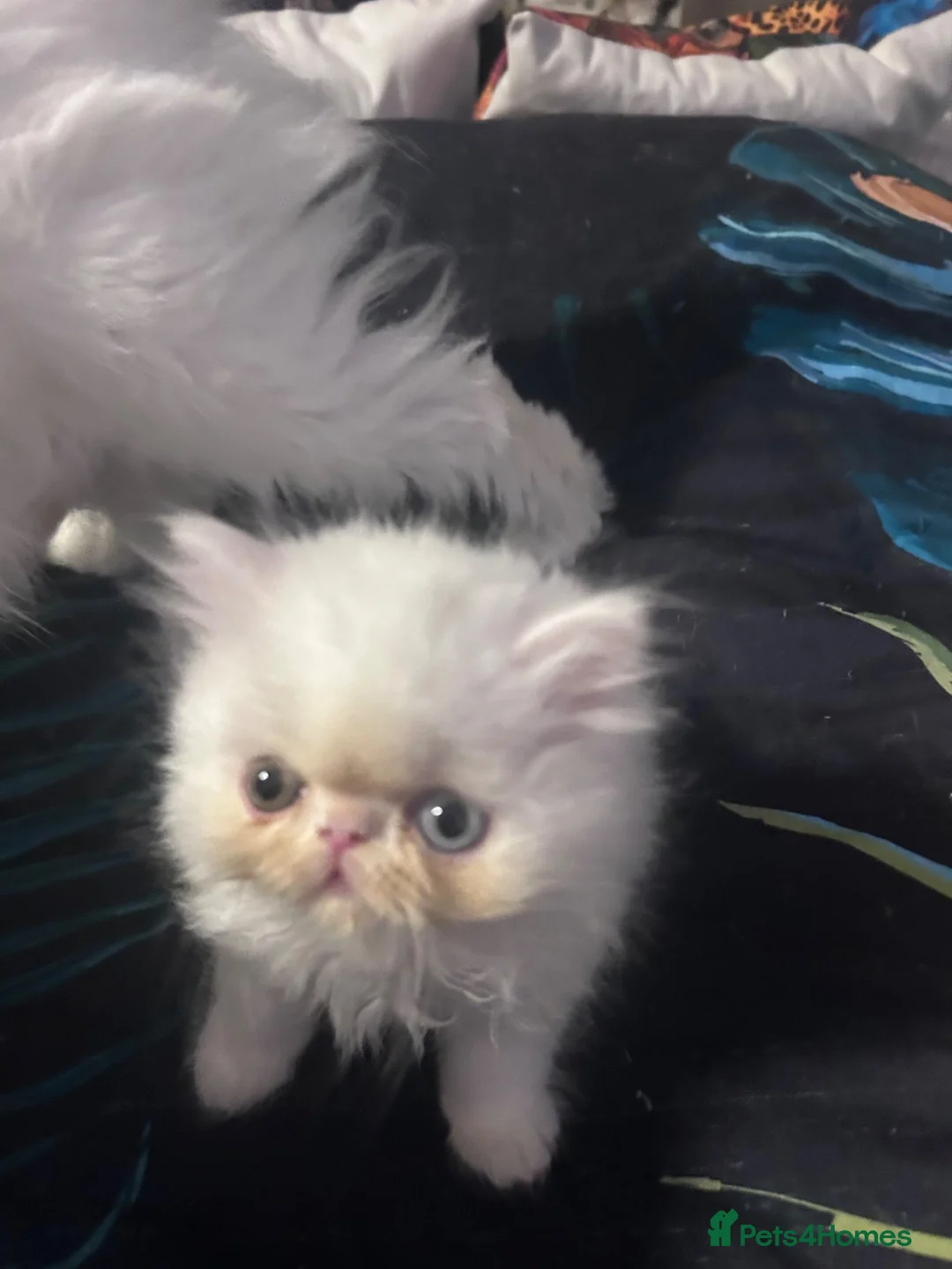 Persian cats for sale: Beautiful Persian boy - Advert 6