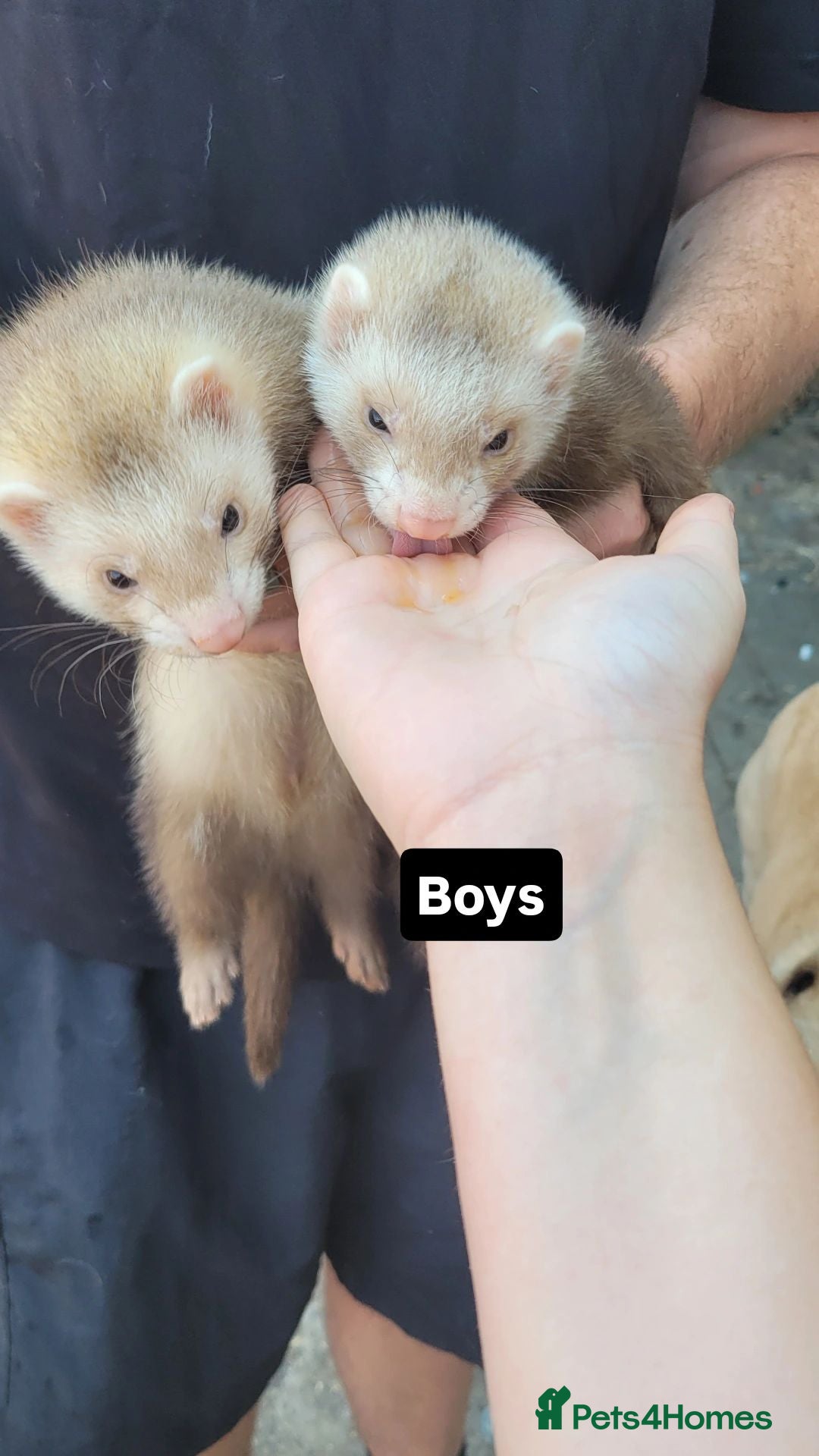 Ferret rodents Sandy ferrets (£60 for two) - Advert 1