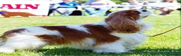 Cavalier King Charles Spaniel dogs for sale: KC reg TOP Cavaliers King Charles Spaniel - Advert 13