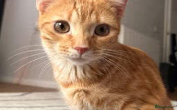 Bengal cats for sale: Bengal Kitten  - Image 3