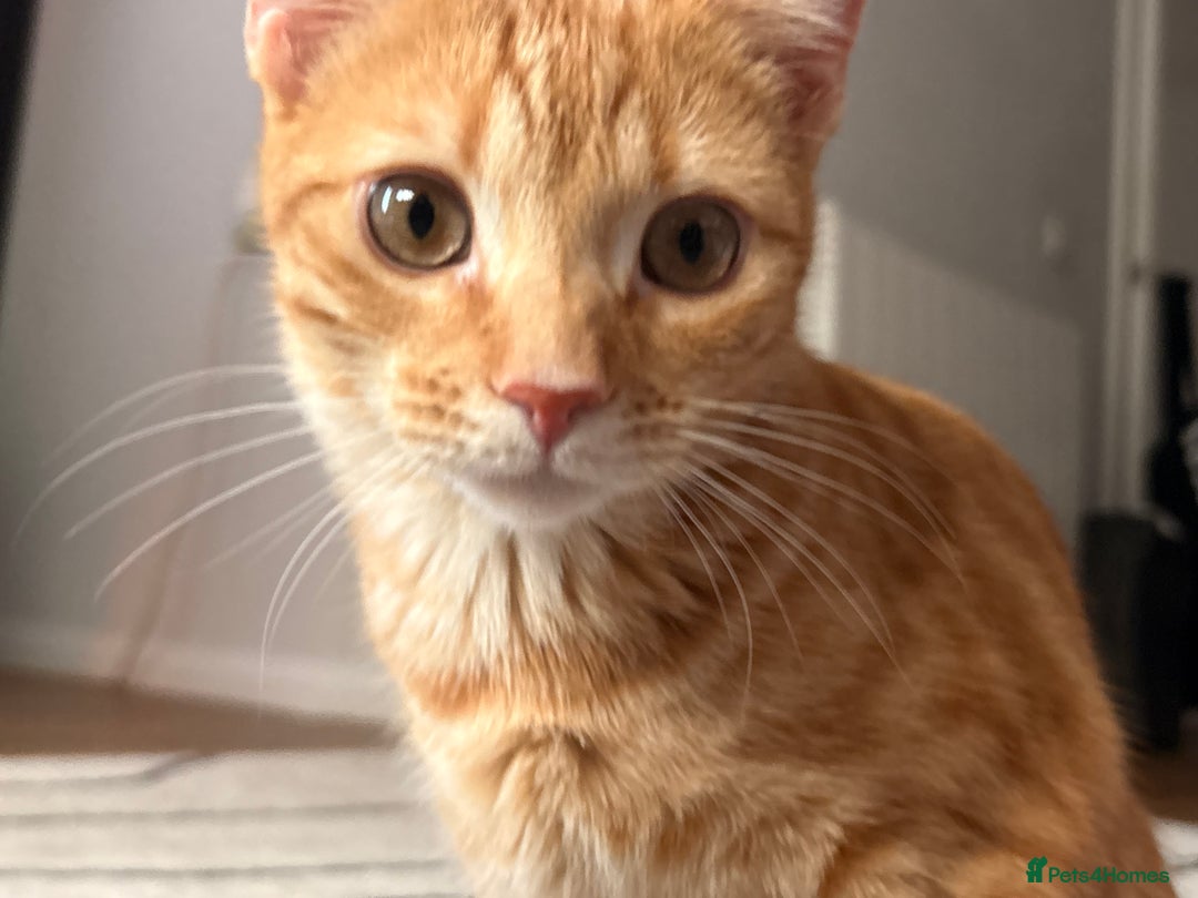 Bengal cats for sale: Bengal Kitten  - Image 3