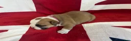 English Bulldog dogs for sale: 🏴󠁧󠁢󠁥󠁮󠁧󠁿 Best of British KC English Bulldogs in Ashington - Advert 11
