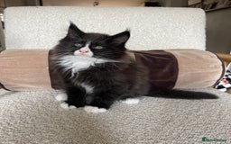 Maine Coon cats for sale: Mainecoons  - Image 8