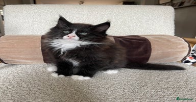 Maine Coon cats Mainecoons  - Advert 6