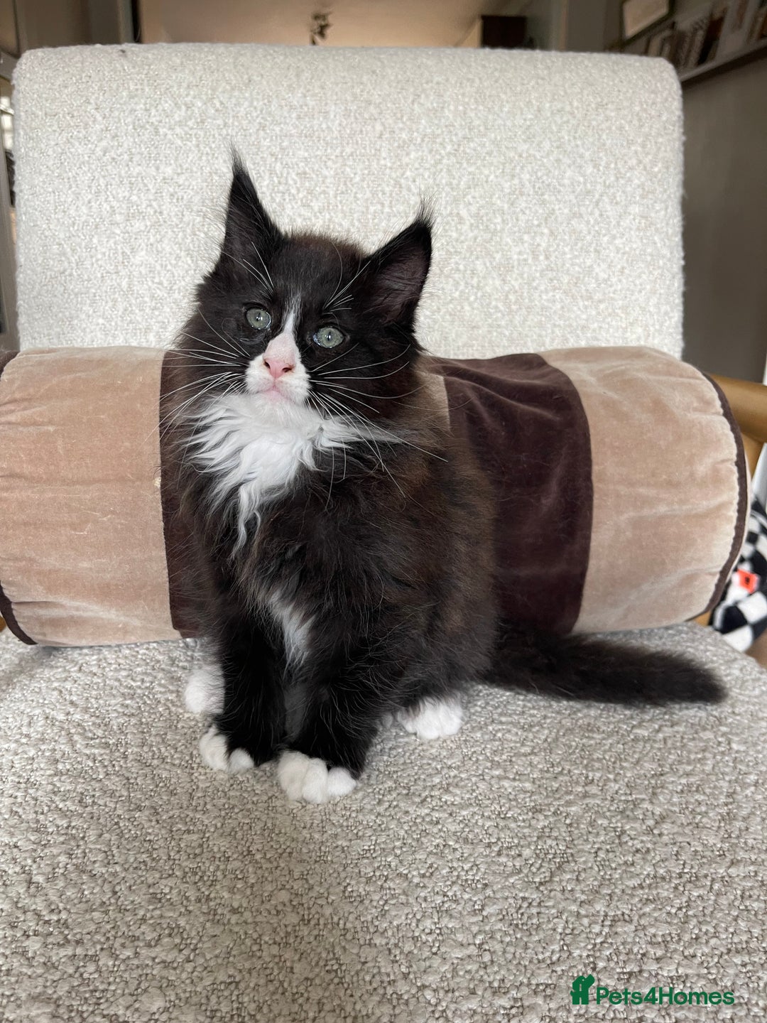 Maine Coon cats for sale: Mainecoons  - Image 8