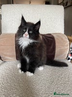 Maine Coon cats Mainecoons - Advert 6