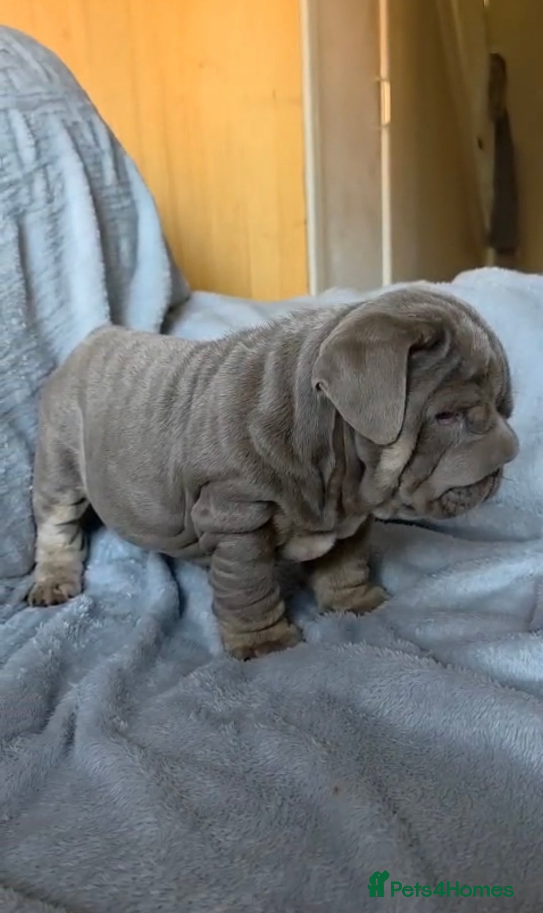 English Bulldog dogs for sale: 3 English bulldog boys  - Image 1