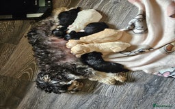 Cockapoo dogs for sale: cockerpoo pups - Image 4