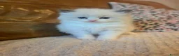 Ragdoll cats for sale: 💫Stunning Ragdoll Kittens 💫 - Advert 13