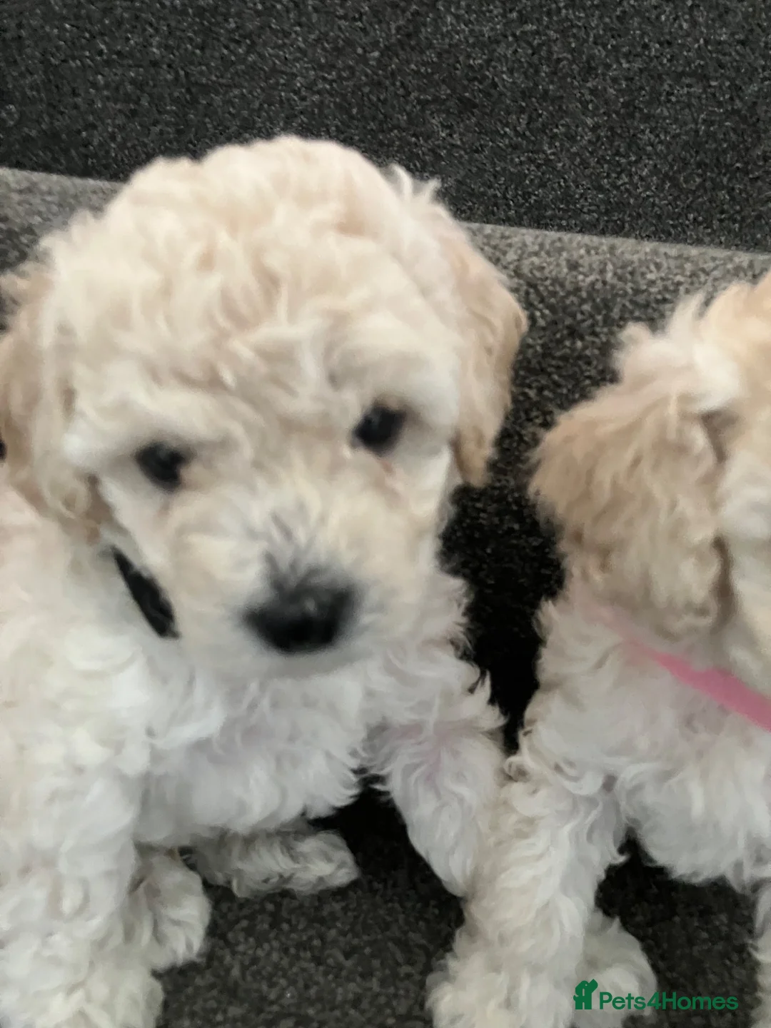 Toy Poodle dogs for sale: Toy poodle puppies  - Advert 2