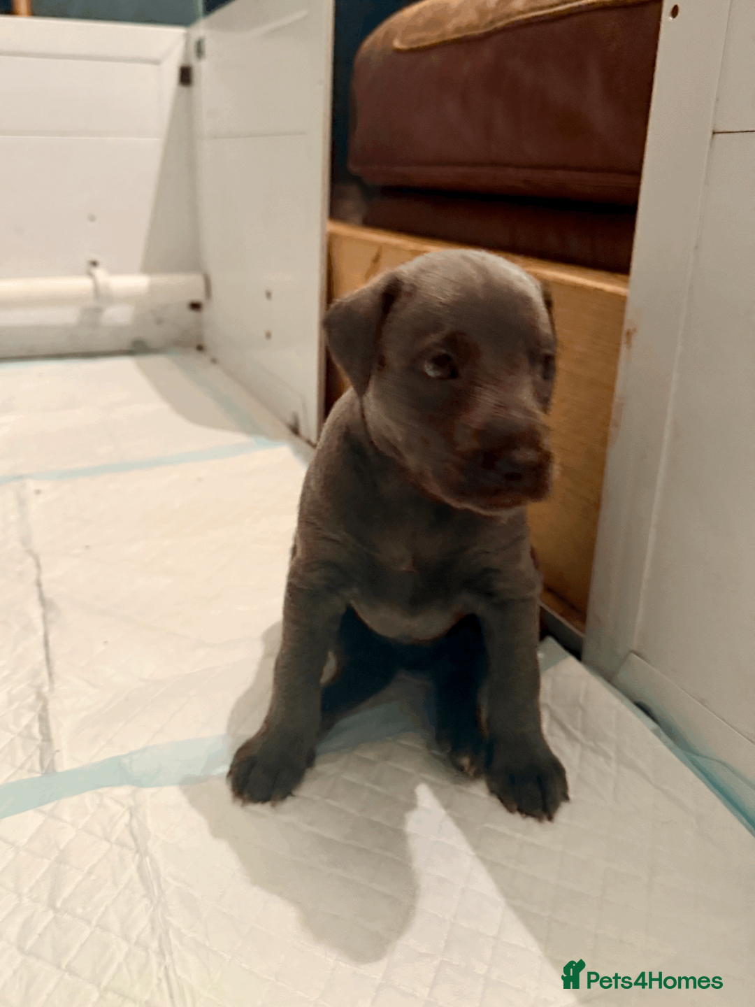 Mixed Breed dogs for sale: 5 stunning Whippet Bedlington pups.  - Advert 13