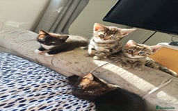 Bengal cats for sale: Bengal mix kittens - Image 4