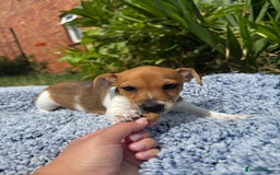 Jack Russell dogs for sale: 5 Available: Jack Russell Puppies. 2 Girls, 3 Boys - Image 11