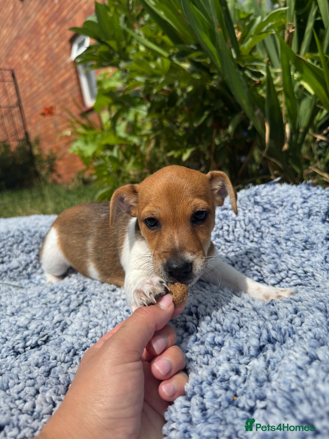 Jack Russell dogs for sale: 5 Available: Jack Russell Puppies. 2 Girls, 3 Boys - Image 11