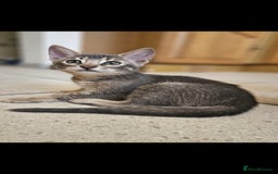 Bengal cats for stud: Proven Snow Bengal for studd in Southampton - Image 24
