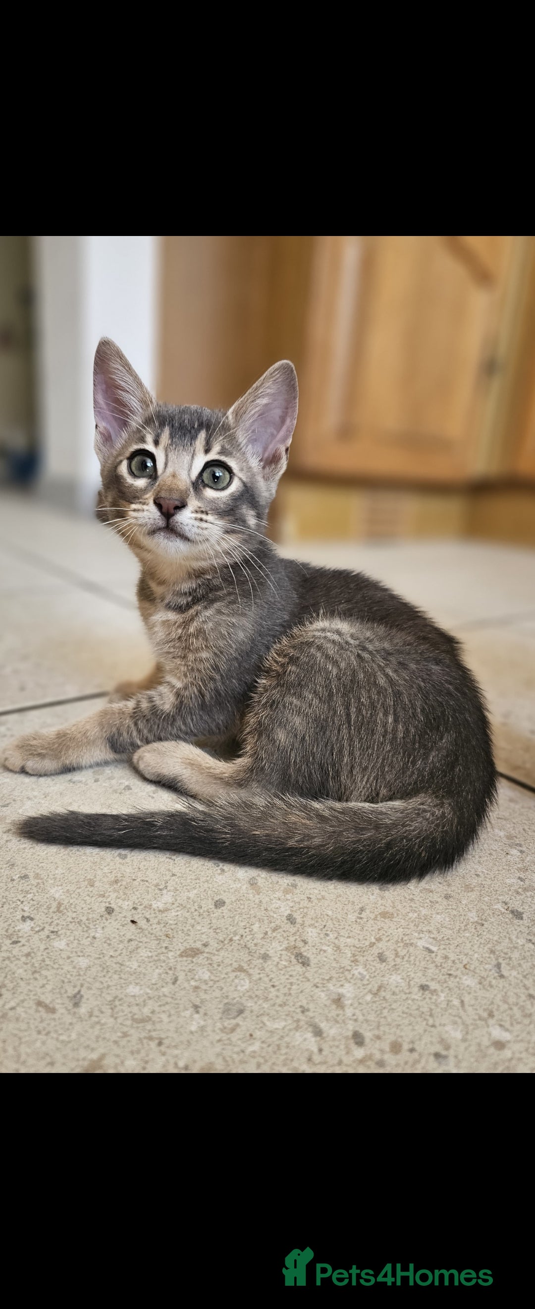 Bengal cats for stud: Proven Snow Bengal for studd in Southampton - Image 24