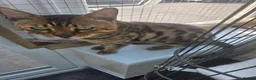 Bengal cats for sale: Allexbycatz  in Llanelli - Advert 4