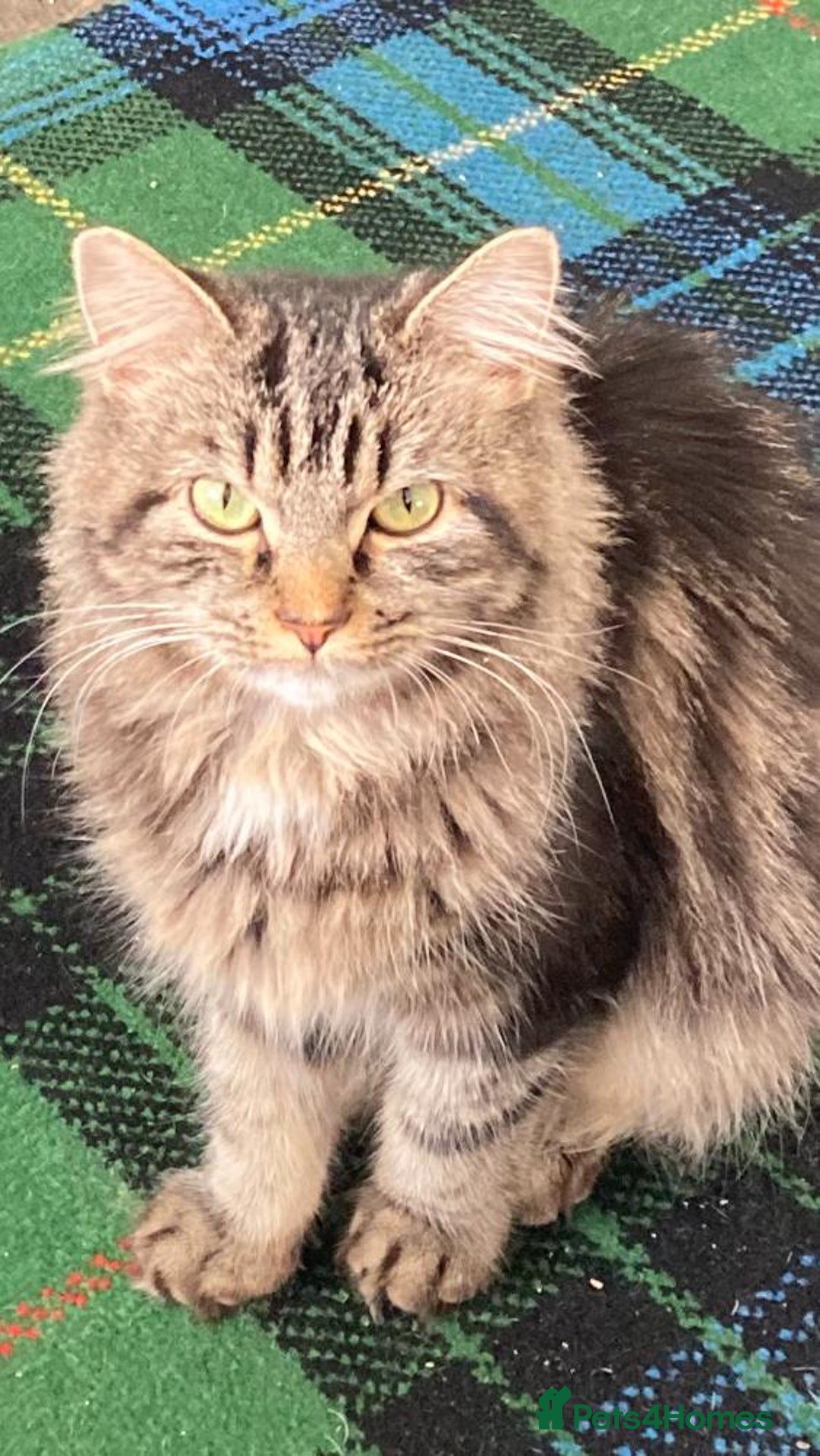 British Longhair cats for sale: Catty - Advert 3