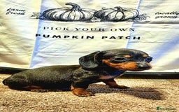 Dachshund dogs for sale: Beautiful miniature dachshunds for sale - Image 5