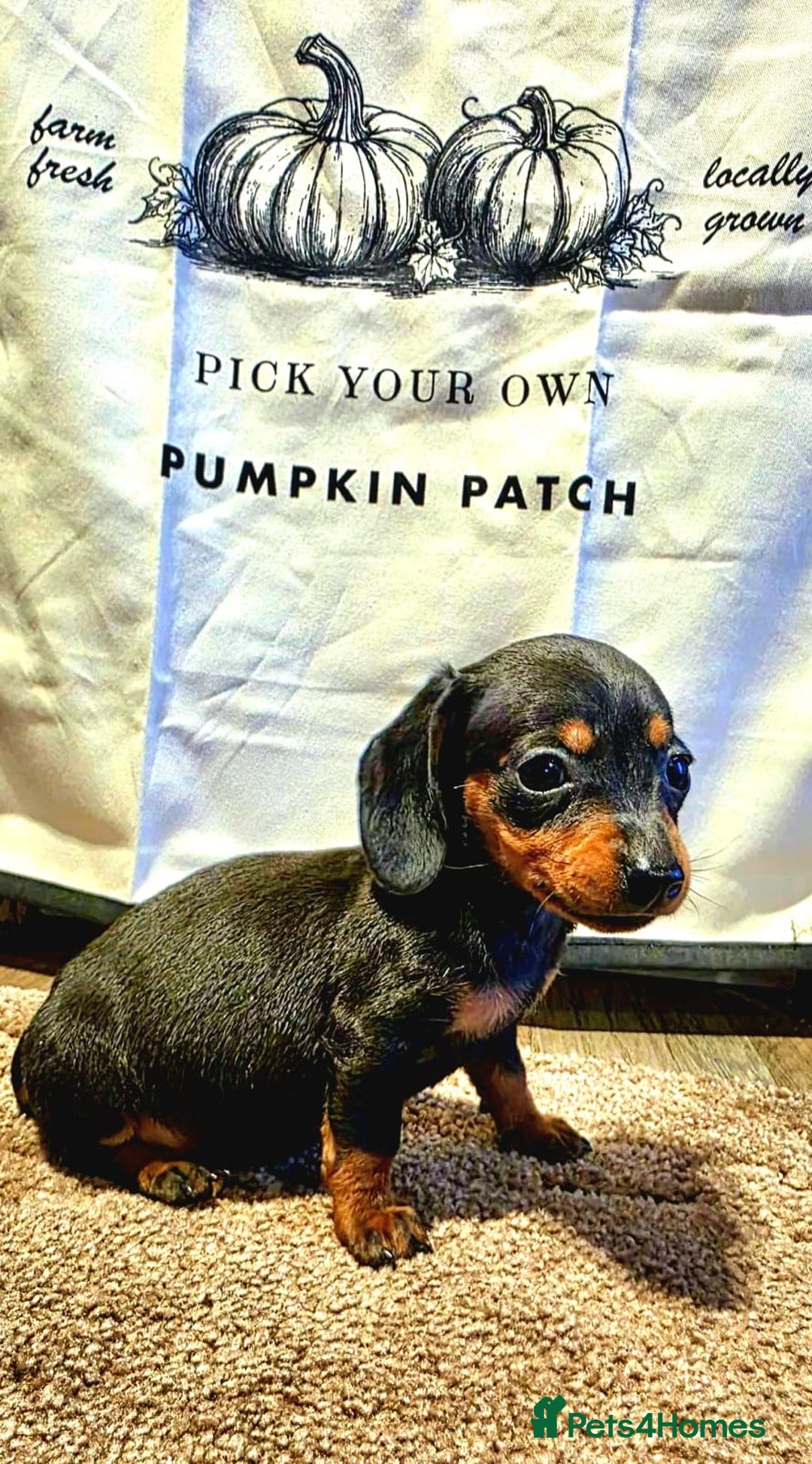 Dachshund dogs for sale: Beautiful miniature dachshunds for sale - Image 5
