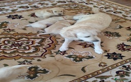 Golden Retriever dogs for sale: Gentle and loving Golden Retriever puppiess  - Image 3