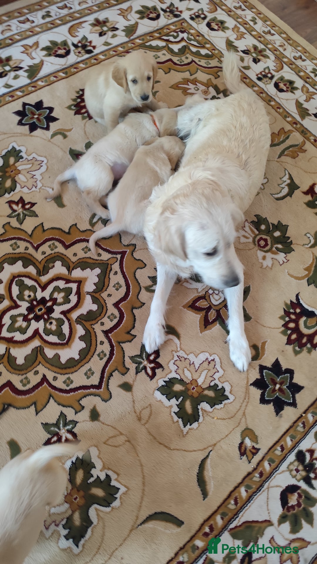 Golden Retriever dogs for sale: Gentle and loving Golden Retriever puppiess  - Image 3
