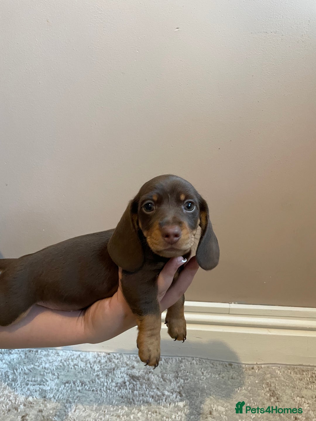 Miniature Dachshund dogs for sale: KC Registered Miniature Dachshund - 2 Boys Left! - Image 13